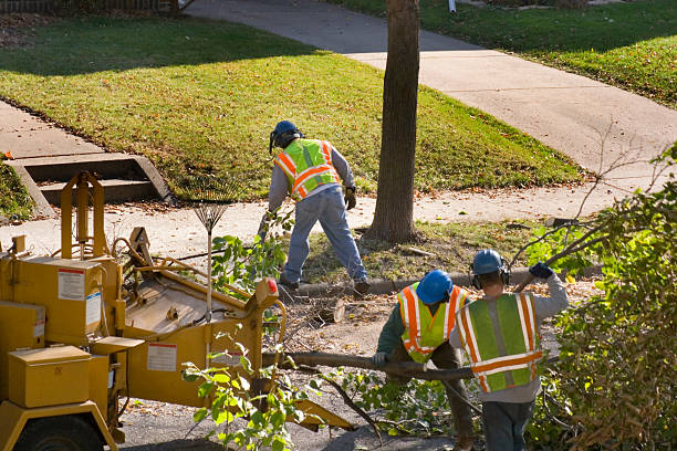 Best Large Tree Removal  in Fitchburg, WI